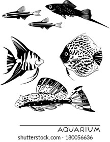 Set of different aquarium fish