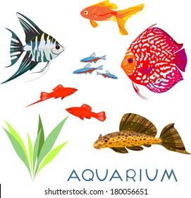 Set of different aquarium fish