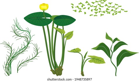 Set of different aquatic plants with green leaves isolated on white background