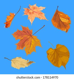 Set of different autumn leaves