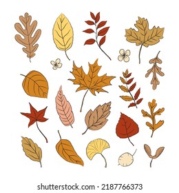 Set of different autumn leaves