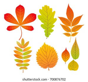 Set Different Autumn Leaves Stock Vector (Royalty Free) 700876702 ...