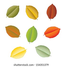 Set of different autumn leaves isolated on white background 