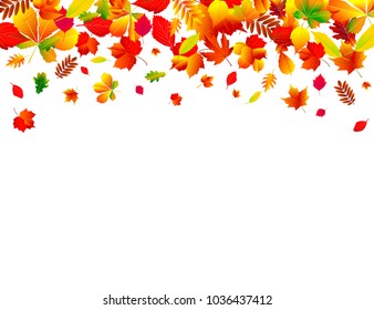 Set of different autumn leaves on a white background. 