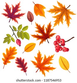 Set of different autumn leaves in warm colors, isolated on a white background.