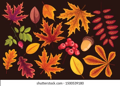 Set of different autumn leaves in warm colors, isolated on a white background.