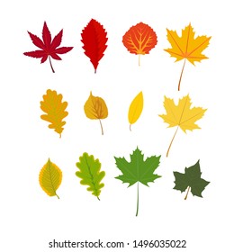 set of different autumn leaves. Without background, isolated. Clip art for your design.
