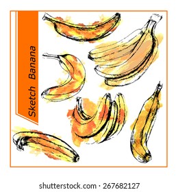 Set of different bananas. Ink sketch  with yellow watercolor spots on background.