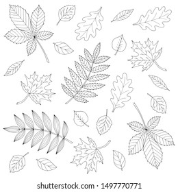 Set of different beautiful autumn leaves, coloring page for kids and adults