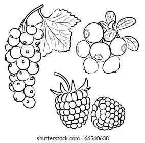 A set of different berries on a white background.