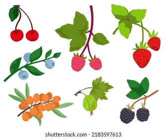 Set of different berry twigs. Natural food in cartoon style.