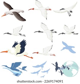 Set of different bird cartoon characters illustration