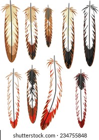 Set of different bird feathers