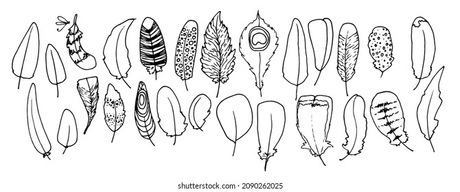a set of different bird feathers. a drawn collection of bird feathers in sketch style, with different texture of stripes and dots, isolated black outline on white for a design template