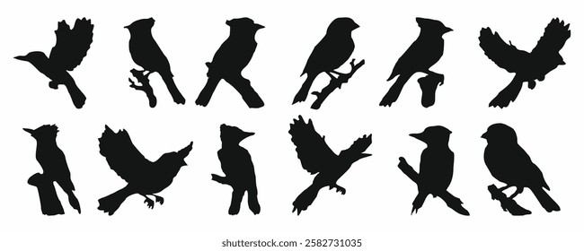 Set of different birds black silhouettes. Vector monochrome illustrations isolated on white background