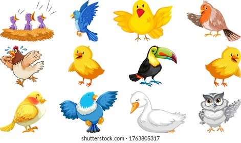 Set of different birds cartoon style isolated on white background illustration