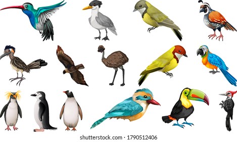 Set of different birds cartoon style isolated on white background illustration