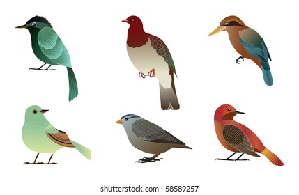 Set of different birds. Details vector illustration.