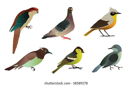 Set of different birds. Details vector illustration.