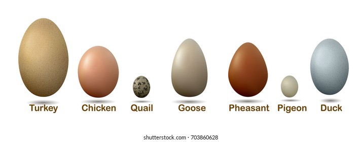 set of different birds eggs with insctiption, turkey, duck, goose, chicken, pigeon, quail, pheasant eggs, vector