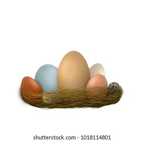 set of different birds eggs in one nest, Easter composition, natural eco eggs,  vector