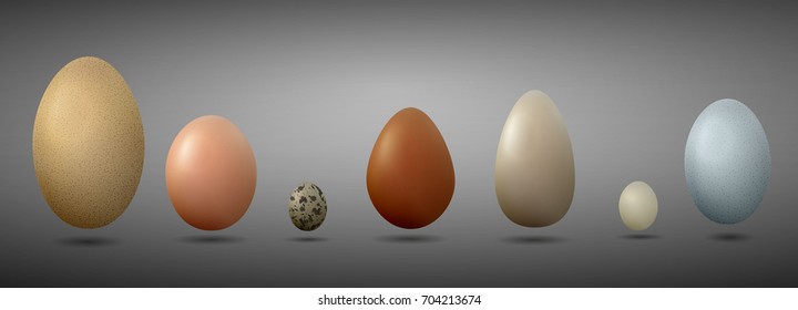 set of different birds eggs, turkey, duck, goose, chicken, pigeon, quail, pheasant eggs, vector