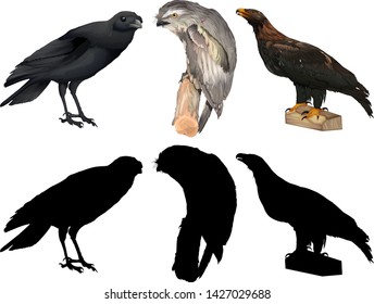 Conjunto de diferentes ilustraciones de aves