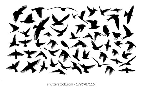 A set of different birds. Pigeon, starling, nightingale, hummingbird, eagle, raven, swift, seagull, swallow. Vector illustration