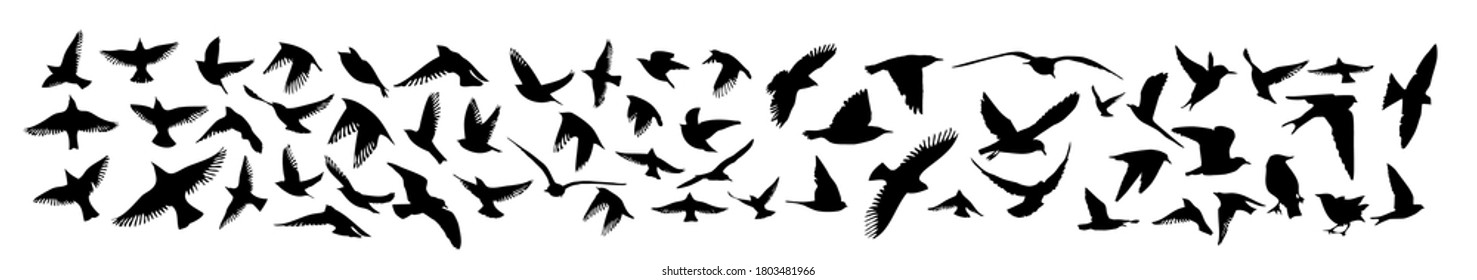 A set of different birds. Pigeon, starling, nightingale, hummingbird, eagle, raven, swift, seagull, swallow. Vector illustration