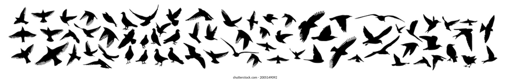 Un conjunto de pájaros diferentes. El pichón, el estornino, el colibrí, el águila, el cuervo, la gaviota, la gaviota, el tragar. Ilustración del vector