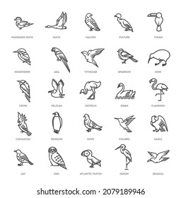 Set of different birds. Vector line icons