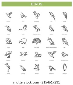 Set of different birds. Vector line icons