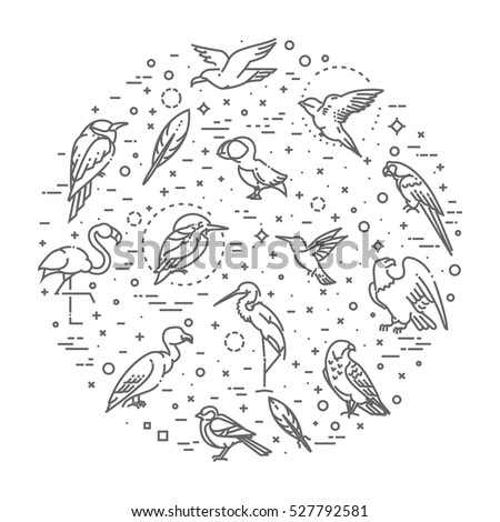 Set of different birds. Vector line icons
