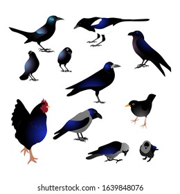 Set of different black birds with blue tint, raven, grackle, crow, rooster, magpie. Isolated on white background. Flat style vector illustration.