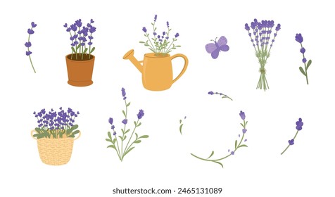 Set of different bouquets of lavender. Collection of items with lavender flowers, lavender in pot, basket, watering can. Vector illustration, flat style.