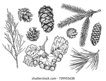 Set of different branches  and cones. Fir tree, cedar, pine, thuja, hawthorn. Hand drawn sketch. Vector illustration. Collection of Christmas decorative items.