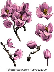 set of different branches of the flowering Antigonon leptopus, separate different colors for composing compositions, sketch vector graphics color illustration on a white background