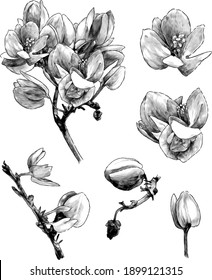 set of different branches of the flowering Antigonon leptopus, separate different colors for composing compositions, sketch vector graphics monochrome illustration on a white background