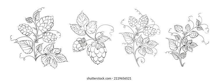 Set of different branches of hops on white background.