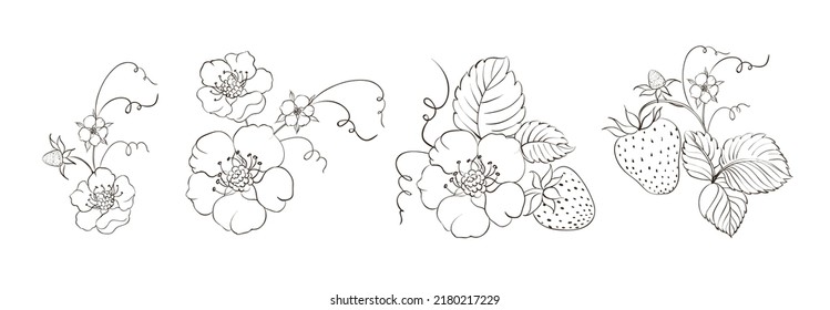 Set of different branches of strawberry berries on white background.