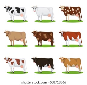 Set of different breeds cows, isolated. Cartoon cows action set. Collection cartoon cow vector.