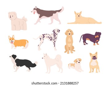 Set of different breeds of dogs in poses. Corgi, Jack Russell Terrier, Dalmatian, pug and husky vector set. Jack russell terrier, golden retriever, cocker spaniel