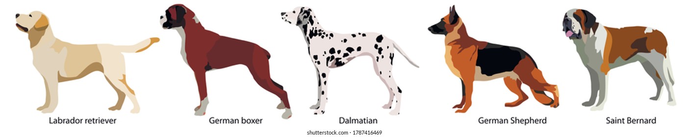 SET DIFFERENT BREEDS OF DOGS VECTOR ANIMALS