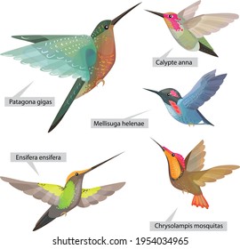 Set with different bright decorative  hummingbirds from South and Central America. Real Latin titles. Illustration for books about animals and wild life.