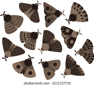 Set of different brown moths