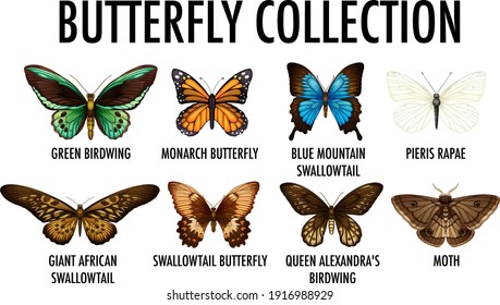 Set of different butterfly collection  illustration