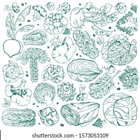 Set of different cabbage. Hand drawn vector outline sketch illustration isolated on white background. broccoli, napa, romanesco, kale, brussels sprout, kohlrabi, white cabbage