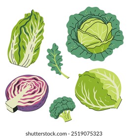 Set of different cabbage isolate on white background. Vector graphics.