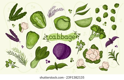 Set different Cabbage vector illustration. Design for kale day, healthy food, health day, recipes. Colorful cartoon assorted cabbage for cover, print, book decoration, postcard, stickers, web element