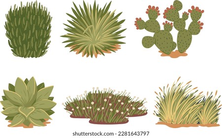 Set of different cacti and succulents. Vector illustration.